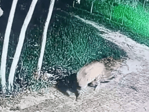 मुरादाबाद में CCTV में कैद हुआ तेंदुआ, ग्रामीण खौफजदा:2 महीने में 4 ग्रामीणों की मौत;22 तेंदुए पकड़े गए फिर भी बरकरार है तेंदुओं की दहशत