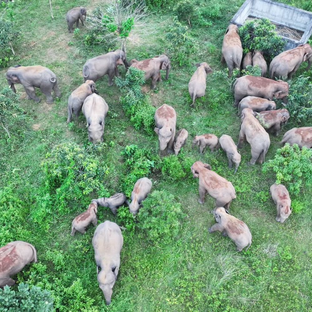 बराकर नदी किनारे 7 दिनों से डेरा डाले है 32 हाथी, दहशत