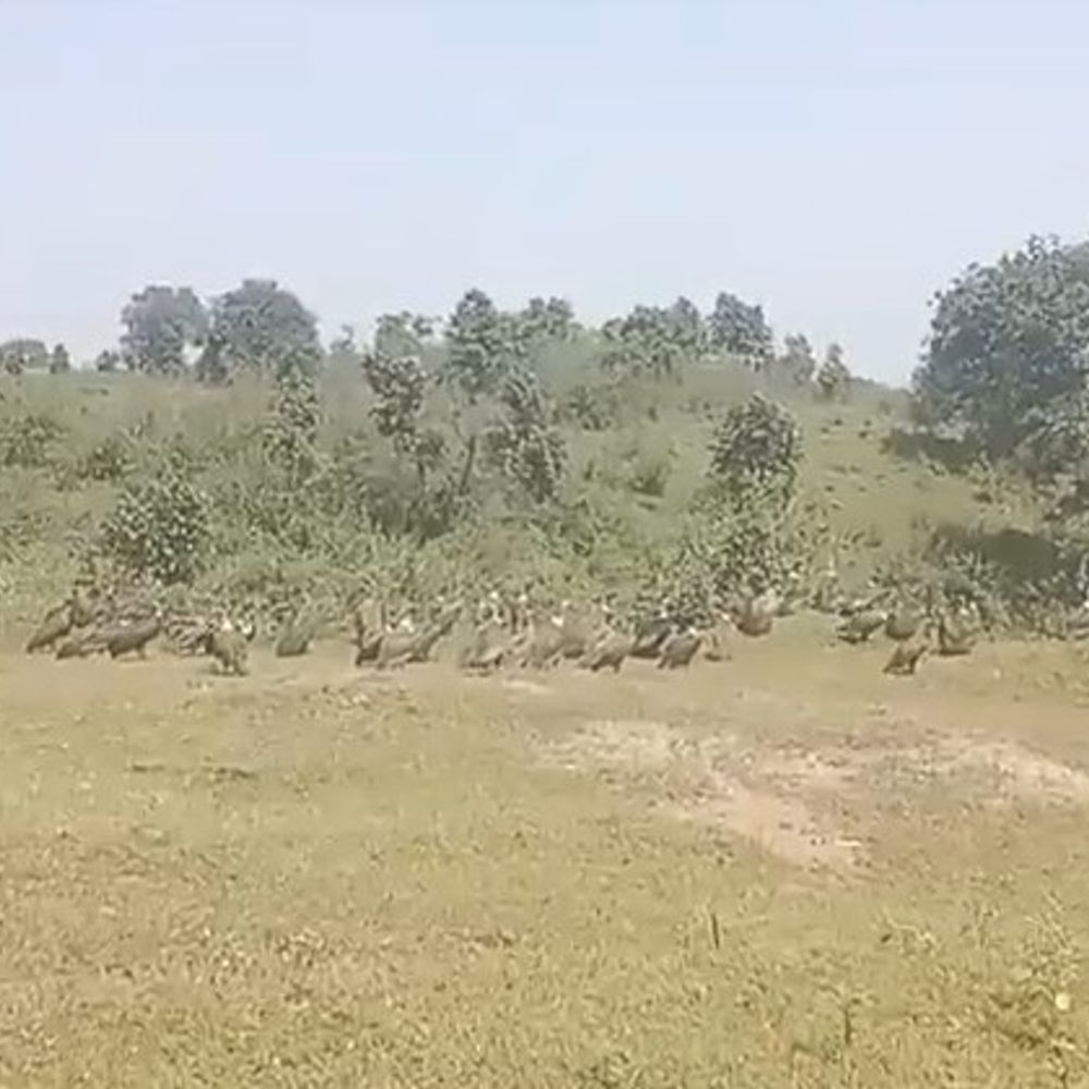 मंडला; मानिकपुर में 150 से ज्यादा गिद्धों का झुंड दिखा:ग्रीष्मकालीन गणना में सिर्फ 9 ही मिले थे