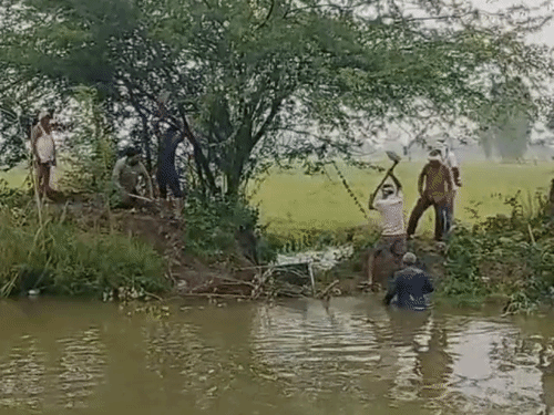 3 दिन की बारिश से धान-बाजरा की फसल खराब:इटावा कृषि विभाग ने सर्वे शुरू किया, 25% तक नुकसान का अनुमान; बीमित किसानों को मिलेगी भरपाई