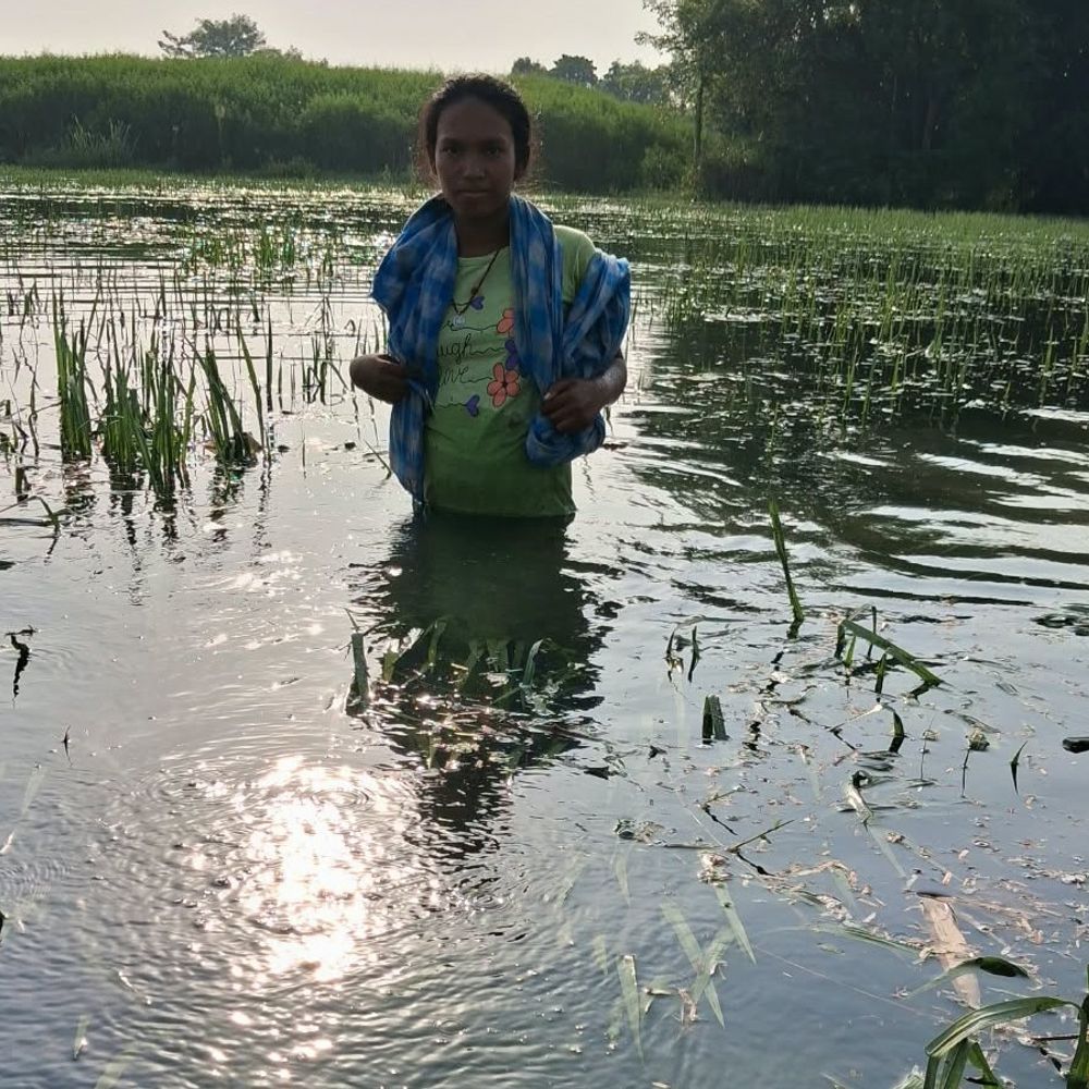 गायघाट में हजारों एकड़ धान की फसल बर्बाद:किसानों ने मुआवजे की मांग को लेकर कृषि पदाधिकारी से शिकायत की