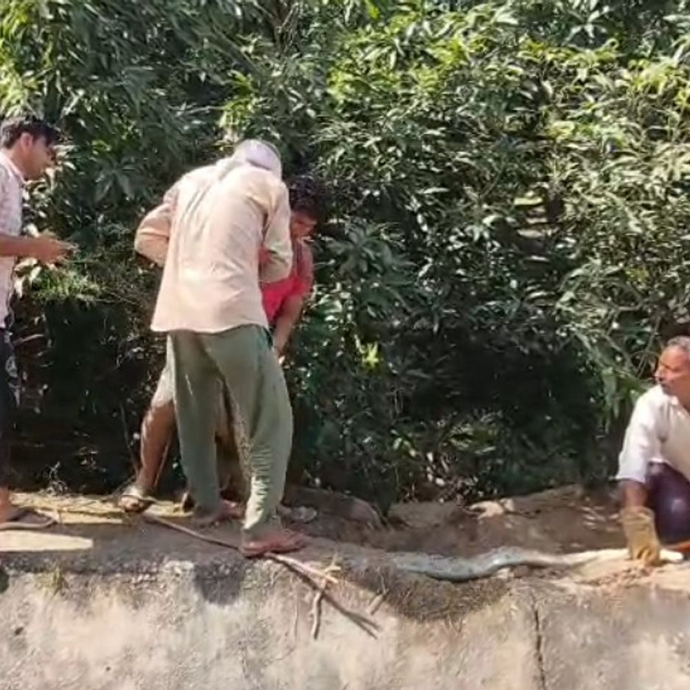 खेत के पास 10 फीट का विशालकाय अजगर दिखा:बुलंदशहर में वन विभाग की टीम ने रेस्क्यू कर जंगल में छोड़ा
