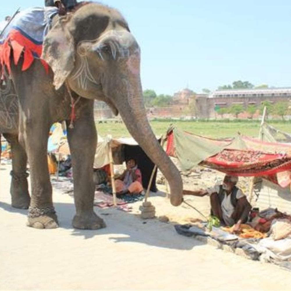 हाथी राजू 12 साल से पुनर्वास:मथुरा में हो रही विशेष देखभाल,खुले बाड़े में घूमने और नहाने की सुविधा