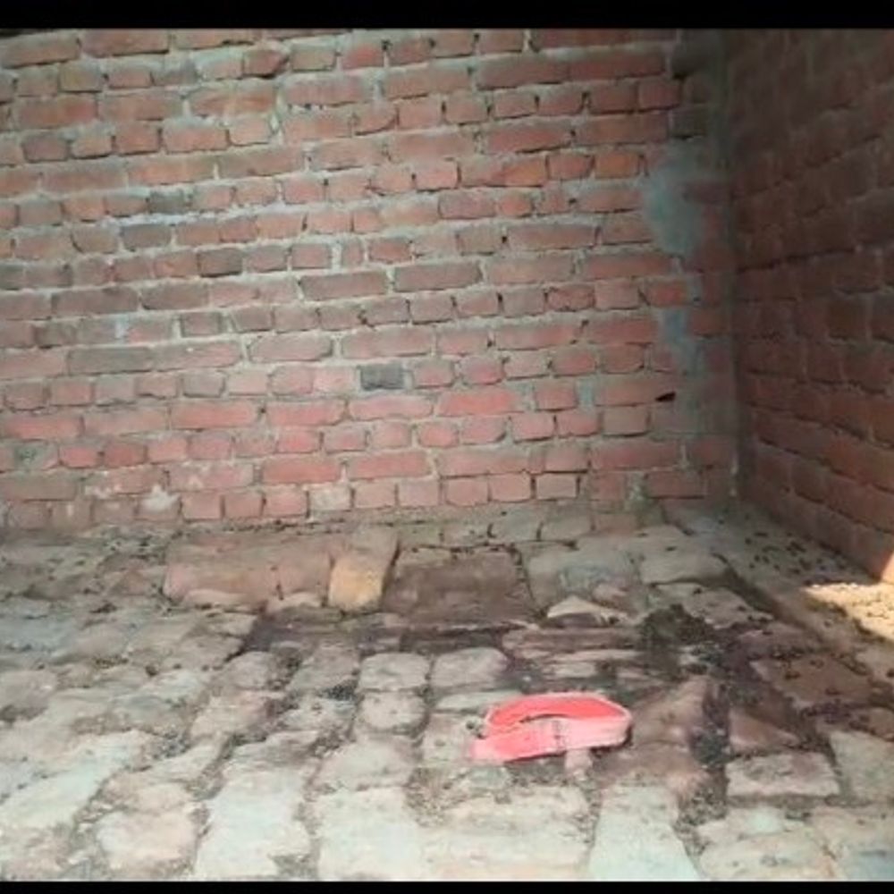 हापुड़ के शिवगढ़ी मोहल्ले से तीन बकरियां चोरी:पीड़ित जीतू ने पुलिस में शिकायत दर्ज कराई, दो लाल और एक काली बकरी गायब