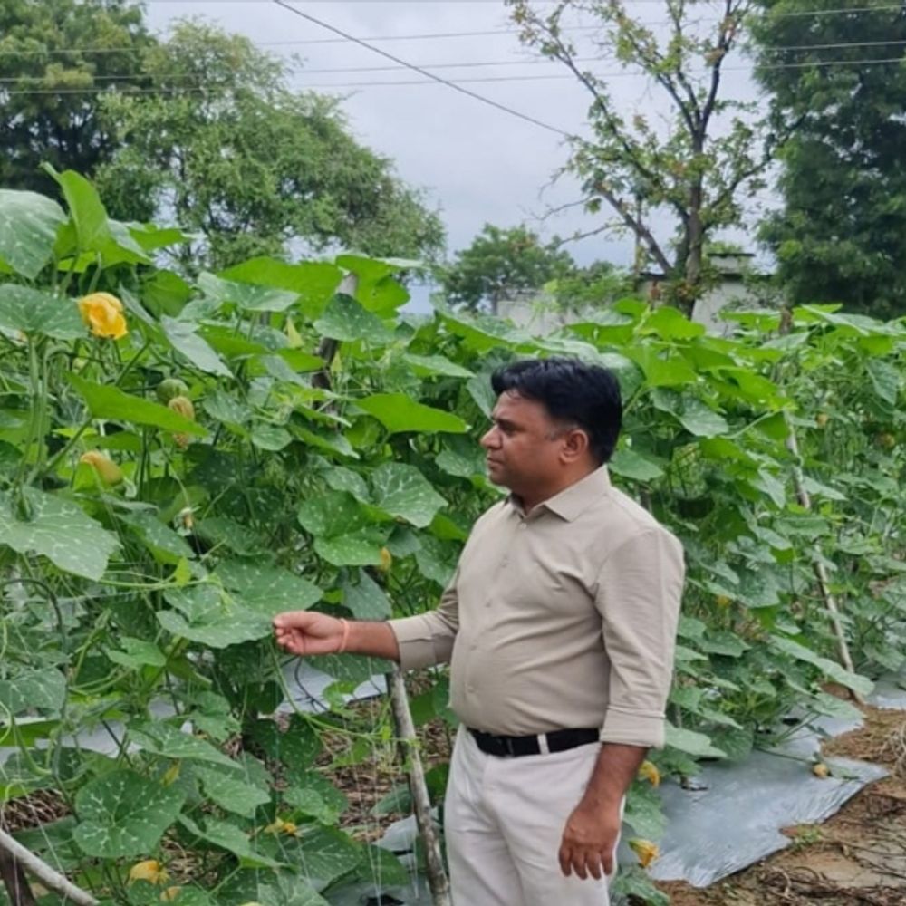 चने में घाटा तो सब्जियां उगाई:8 एकड़ की खेती 400 एकड़ में फैली‎, किसान अरुण 5 राज्यों में कर रहे सब्जियों की सप्लाई, 100 मैनेजर रखे, 600 ग्रामीणों को रोजगार