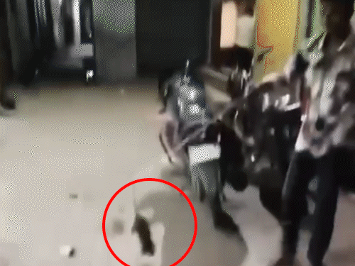 झांसी में चूहे को बांधकर जिंदा जलाया…VIDEO:गेट पर लटकाकर पेट्रोल डाला, फिर आग लगाई, 4 युवकों पर FIR