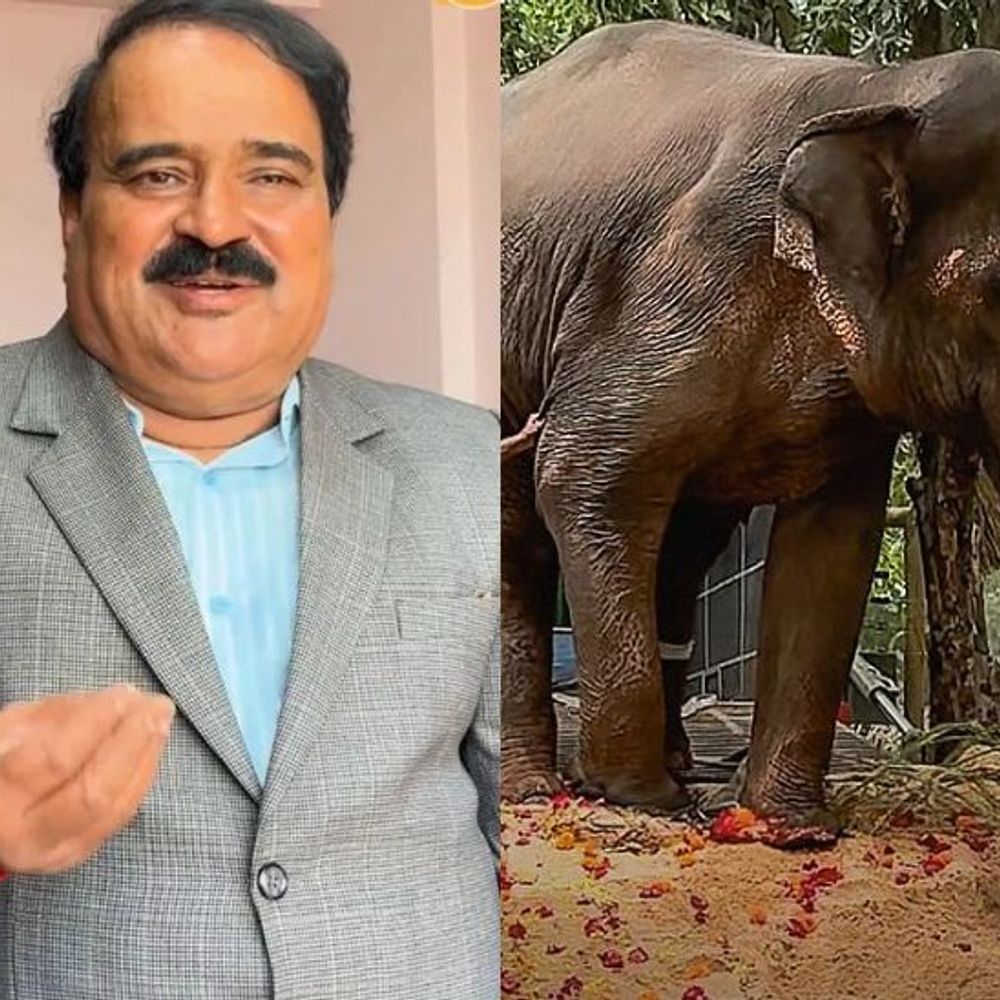 4 हजार पाळीव हत्तींचे गेल्या 20 वर्षात काय झाले?:कुठे आहेत लॉग बुक्स? ‘माधुरी’ हत्तीणीचे अश्रू कोण पुसणार? विश्वास पाटलांचा सवाल