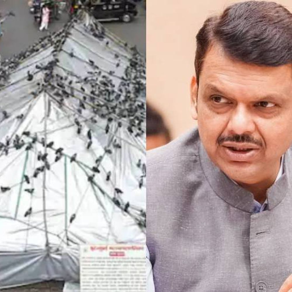 कबुतर खाना अचानक बंद करणे योग्य नाही:पर्यायी व्यवस्था होईपर्यंत कंट्रोल फीडिंग, तांत्रिक पद्धतीने स्वच्छता करण्याचे CM चे निर्देश