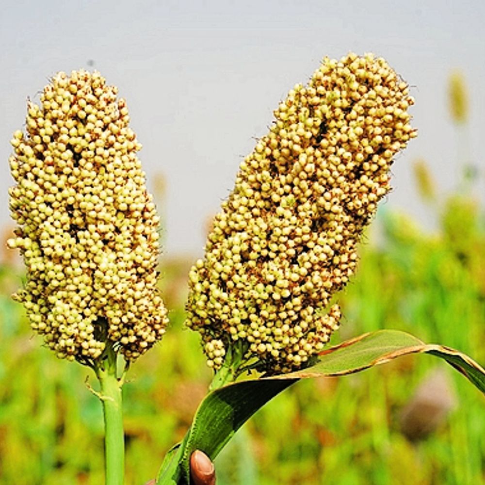 कृषी विद्यापीठातील रब्बी ज्वारीचे दोन वाण राष्ट्रीय स्तरावर प्रसारित