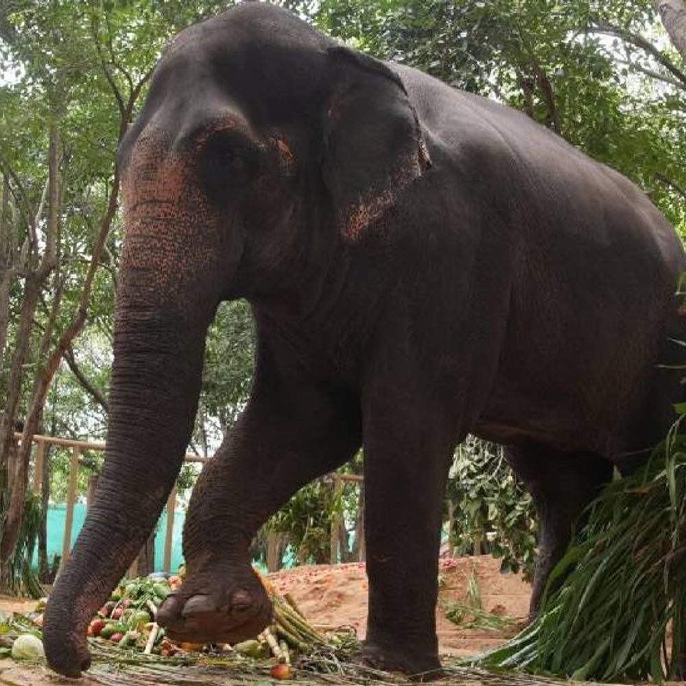 मोठी बातमी:कोल्हापूर मधील माधुरी हत्तिणीला परत आणण्यास PETA इंडियाचा आक्षेप;  वनतारा सारखी सुविधा महाराष्ट्रात नसल्याचा दावा