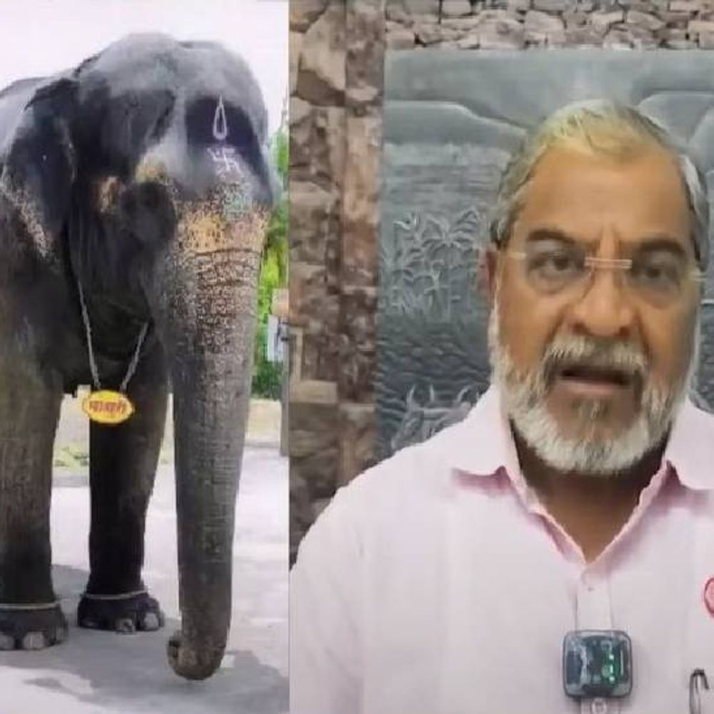 'माधुरी हत्तीणी' संदर्भातील वाद संपला:मुकेश अंबानी यांचे सुपुत्र अनंत अंबानी यांनी घेतला खास पुढाकार, माजी खासदार राजू शेट्टींची माहिती