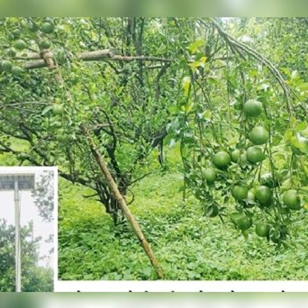 ‘एआय’च्या वापराने संत्रा बागेतून सहापटीने वाढले उत्पन्न:अमरावतीतील खरपी येथील शेतकऱ्याचा यशस्वी प्रयोग, उत्पन्न 5 लाखांवरून आता 30 लाख