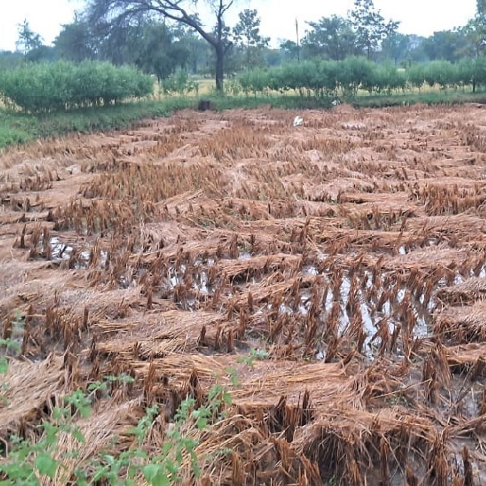 भंडाऱ्याला परतीच्या पावसाने झोडपले:धान आडवे, कडपा भिजल्या, हंगाम संकटात; शेतकऱ्यांचे कंबरडे मोडले, मोठा आर्थिक फटका