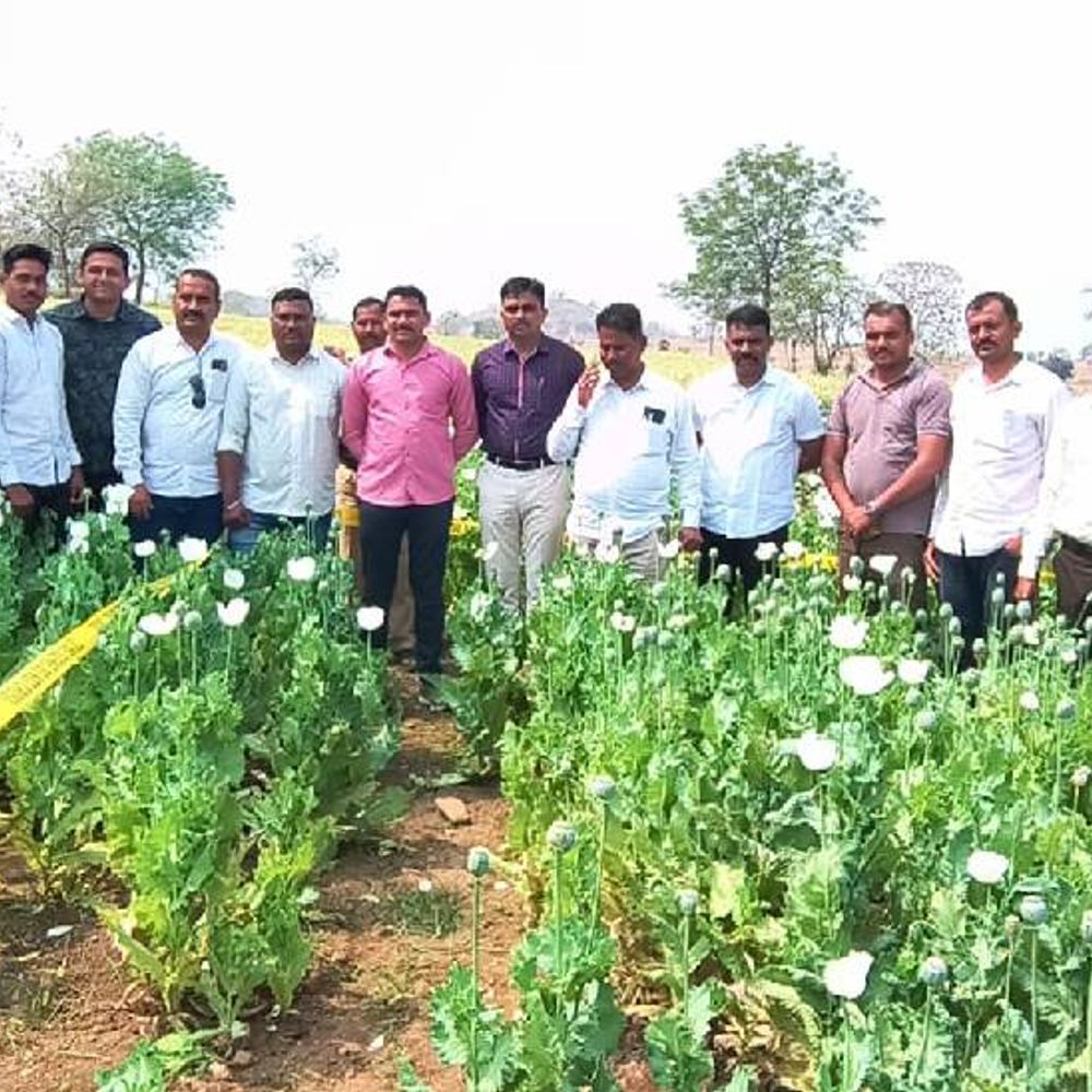 मुर्तीजापूर सावंगी शिवारात जप्त केलेल्या गांजाची किंमत 41 लाख रुपये:औंढा नागनाथ पोलिसांची कारवाई, आरोपी शेतकरी राजस्थान पोलिसांनी घेतला ताब्यात