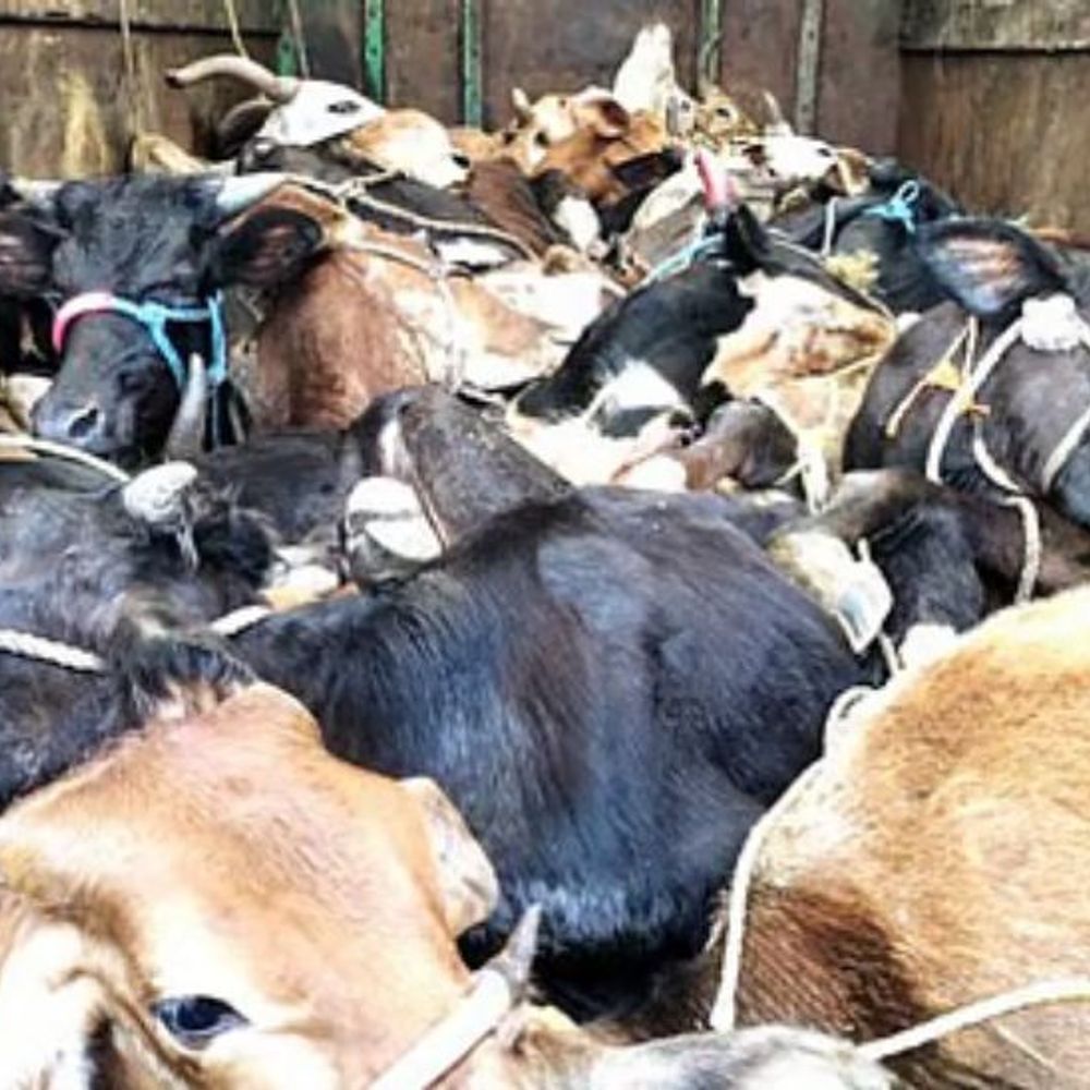 जकातवाडीत जनावरांची अमानुष वाहतूक उघड:सातारा तालुका पोलिसांकडून दोघांवर गुन्हा दाखल