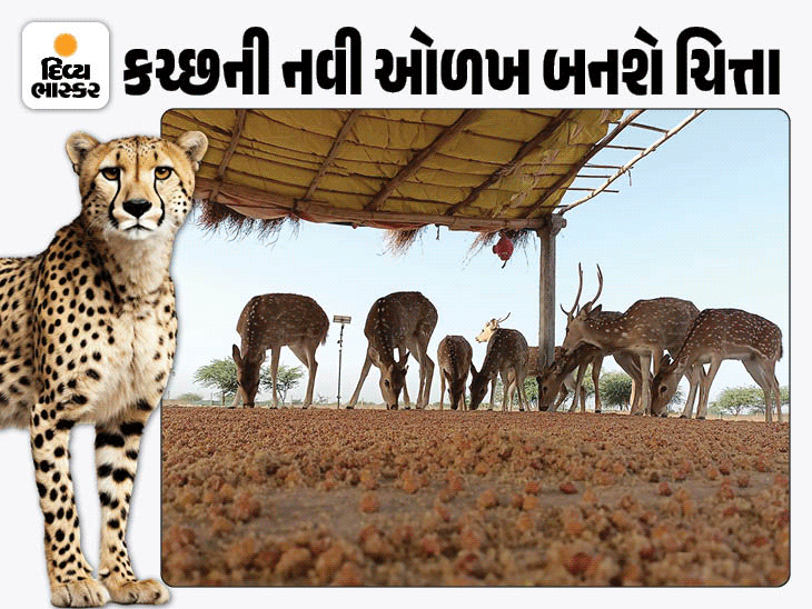 આવતા મહિને આફ્રિકાથી ચિત્તા લાવવાની તૈયારી: બન્નીમાં નવું રહેઠાણ, શિકાર માટે ચિત્તલ-કાળિયાર ઉછેર.