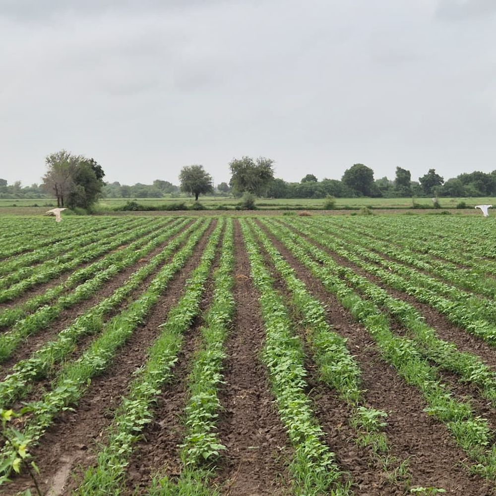 બહુચરાજીમાં વરસાદથી ખેડૂતો ખુશ: કપાસ અને કઠોળના પાકને ફાયદો (Rain benefits cotton and pulses in Bahucharaji)