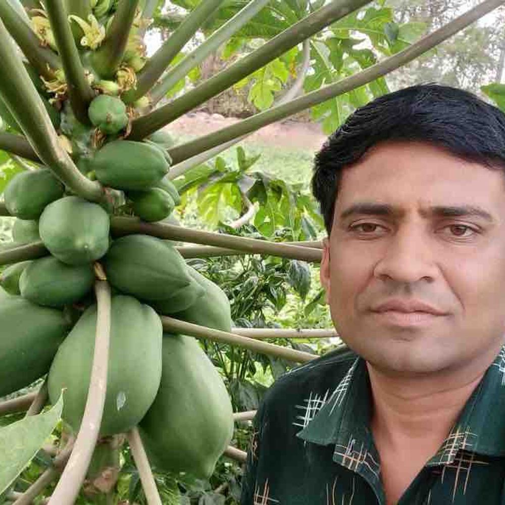 અમરેલીના ખેડૂતનો પ્રાકૃતિક ખેતીનો સફળ પ્રયોગ: રસાયણમુક્ત પપૈયાના બમણા ભાવ, અન્ય ખેડૂતોને પણ અનુરોધ.