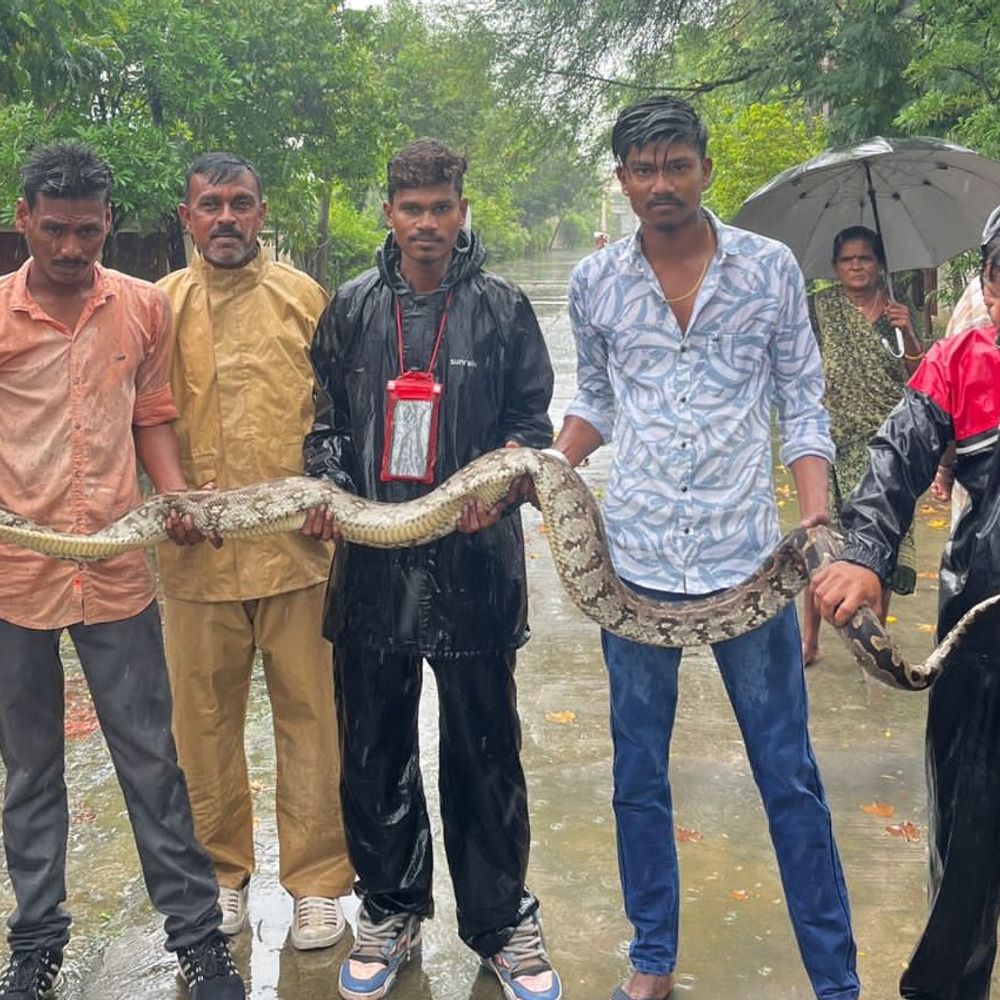 આઠ ફૂટના અજગરનું વાઇલ્ડ લાઈફ રેસ્ક્યુ ટ્રસ્ટ દ્વારા રેસ્ક્યુ: બતકનો શિકાર કરતા પકડાયો.