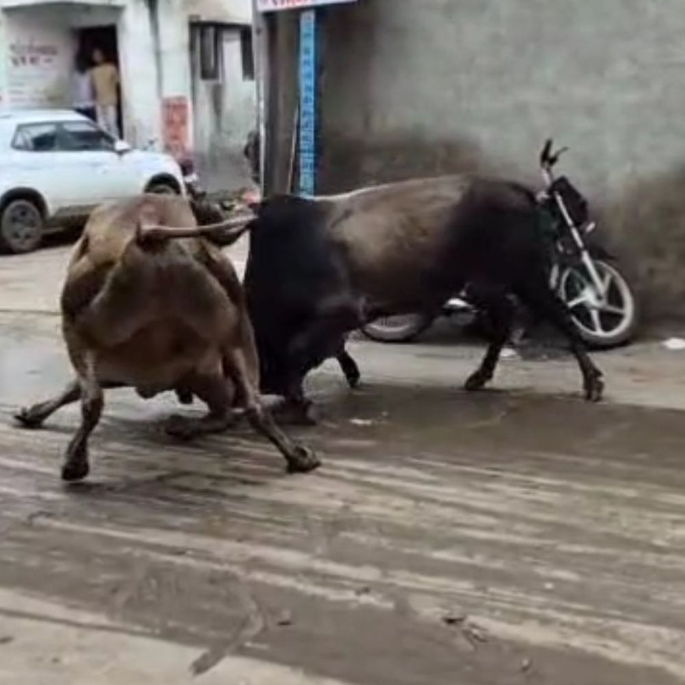 જસદણમાં રખડતા આખલાઓનો ત્રાસ: ચિતલિયા રોડ પર ભયાનક યુદ્ધ, દુકાનદારોએ દુકાનોના શટર પાડ્યા.