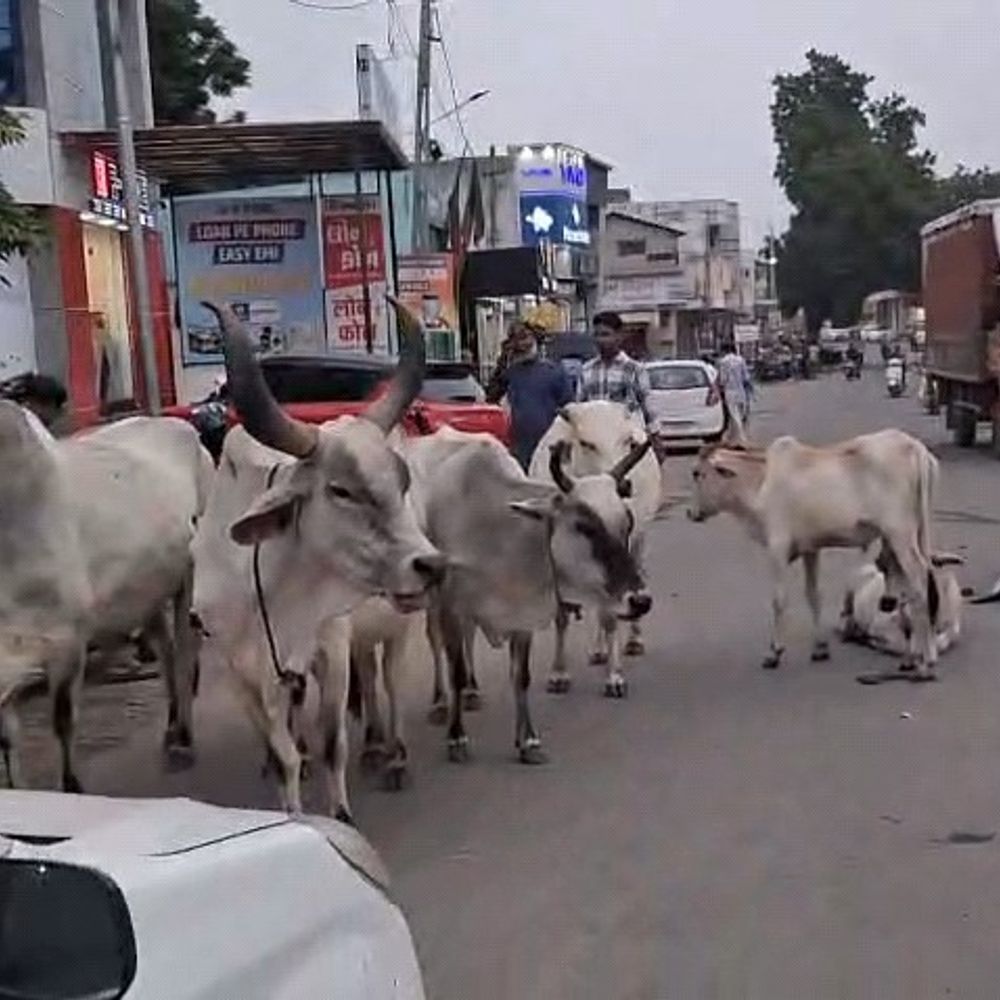 અંજાર-આદિપુરમાં રખડતા ઢોરનો ત્રાસ: ગાયો અકસ્માતનું કારણ, લોકોની નગરપાલિકા પાસે કડક પગલાં લેવાની માંગ.