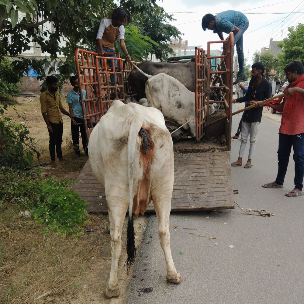 ઢોર પકડવાની કવાયત:મહેસાણામાં મહિનામાં રખડતાં 563 ઢોર પકડ્યા, રંજાડ યથાવત