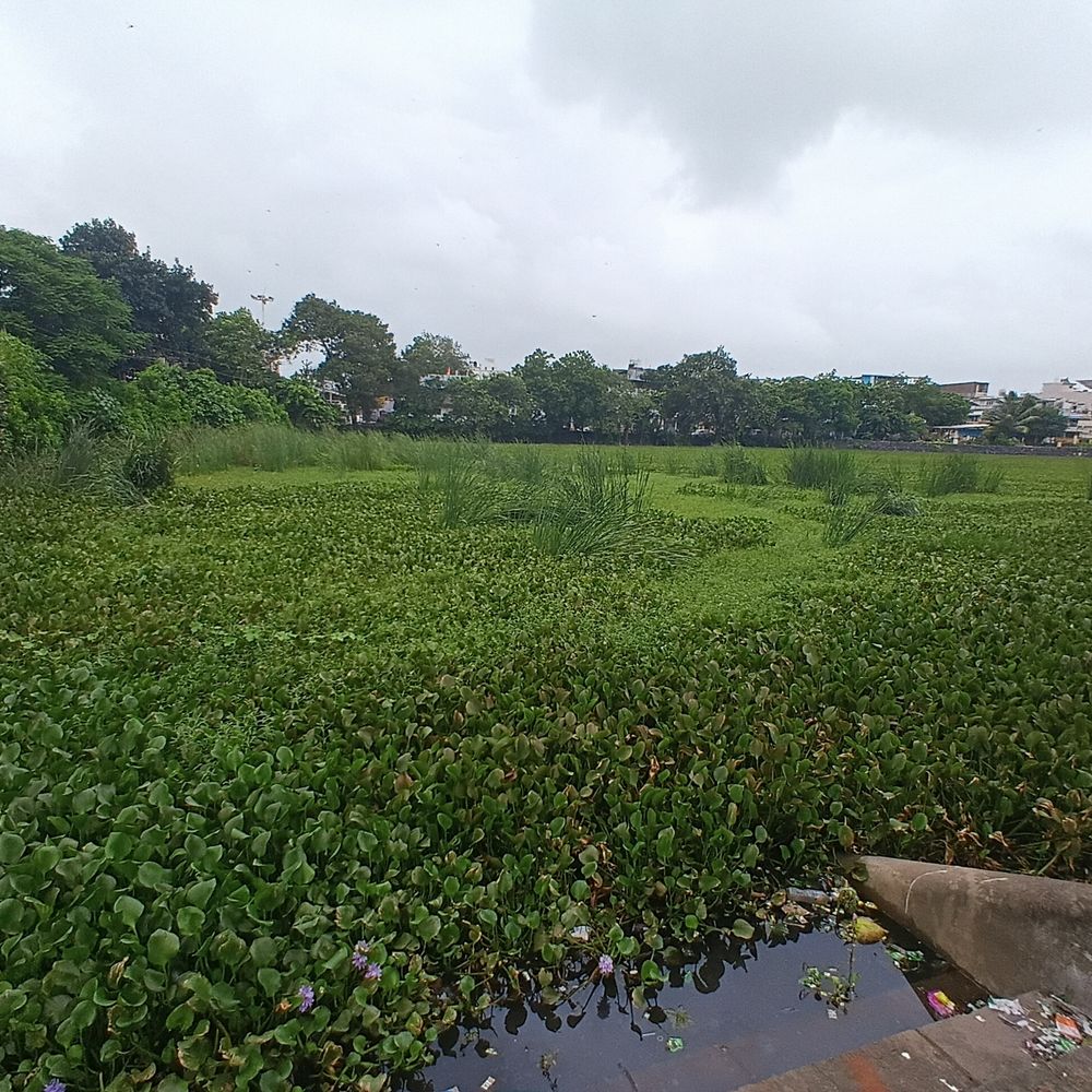 ભાસ્કર એક્સક્લૂસિવ:13 વર્ષમાં થાણા તળાવના બે પ્રોજેક્ટ નિષ્ફળ, હવે ફરી રૂપિયા 6 કરોડની નવી મેગા યોજના