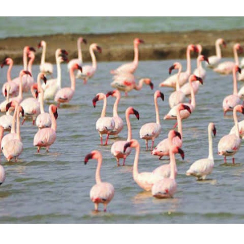 વાગડના રણમાં Flamingosનો નજારો: સુરખાબ પક્ષીઓનો જમાવડો, પ્રવાસીઓ રોમાંચિત!