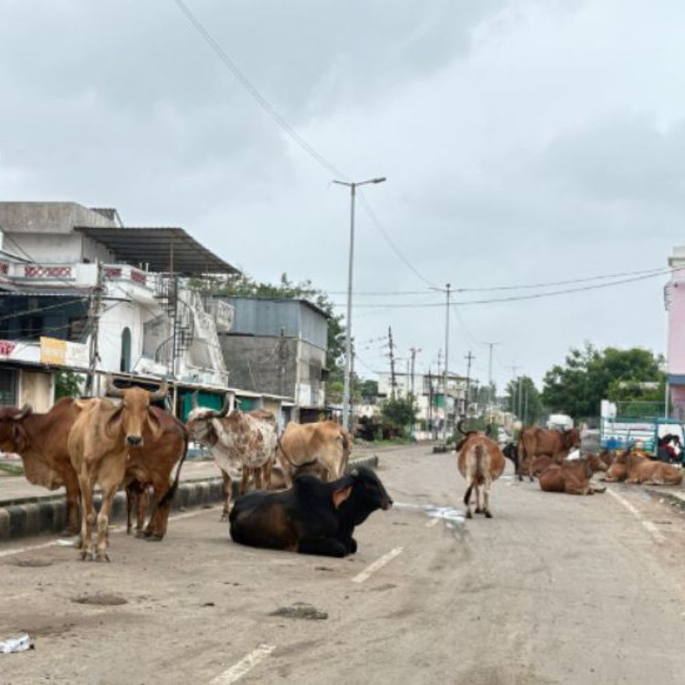 ભરૂચ: શક્તિનાથ વિસ્તારમાં ગાયોના જમાવડાથી રાહદારીઓને ભારે હાલાકીનો સામનો કરવો પડી રહ્યો છે.