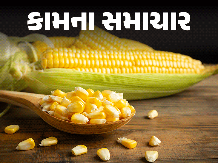 ચોમાસામાં મકાઈના ડોડા ખાજો પણ સાચવીને:પ્રોટીન, પોટેશિયમથી ભરપૂર, રોગપ્રતિકારક શક્તિ વધારે છે; ડોક્ટર પાસેથી જાણો કોણે ન ખાવા જોઈએ