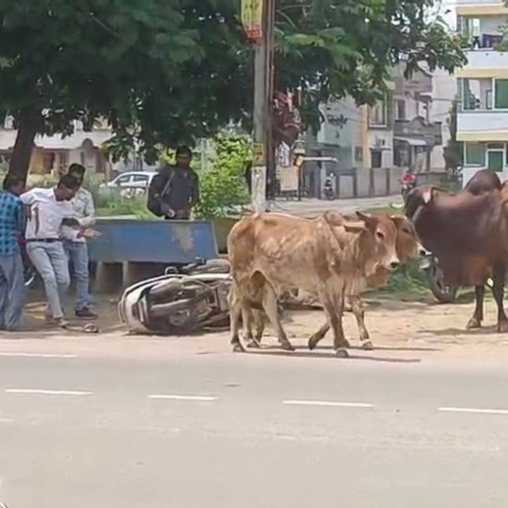 ગોધરા: બામરોલીમાં 100થી વધુ રખડતા ઢોર, એક્ટિવા ચાલકને અડફેટે લેતા સ્થાનિકોએ બચાવ્યો.