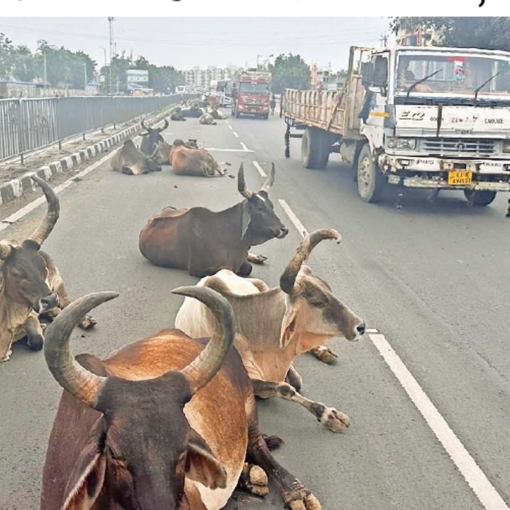 અમદાવાદ-મહેસાણા નેશનલ હાઇવે પર રખડતા ઢોરનો અડિંગો, અકસ્માતનો ભય: સમસ્યા વધી.
