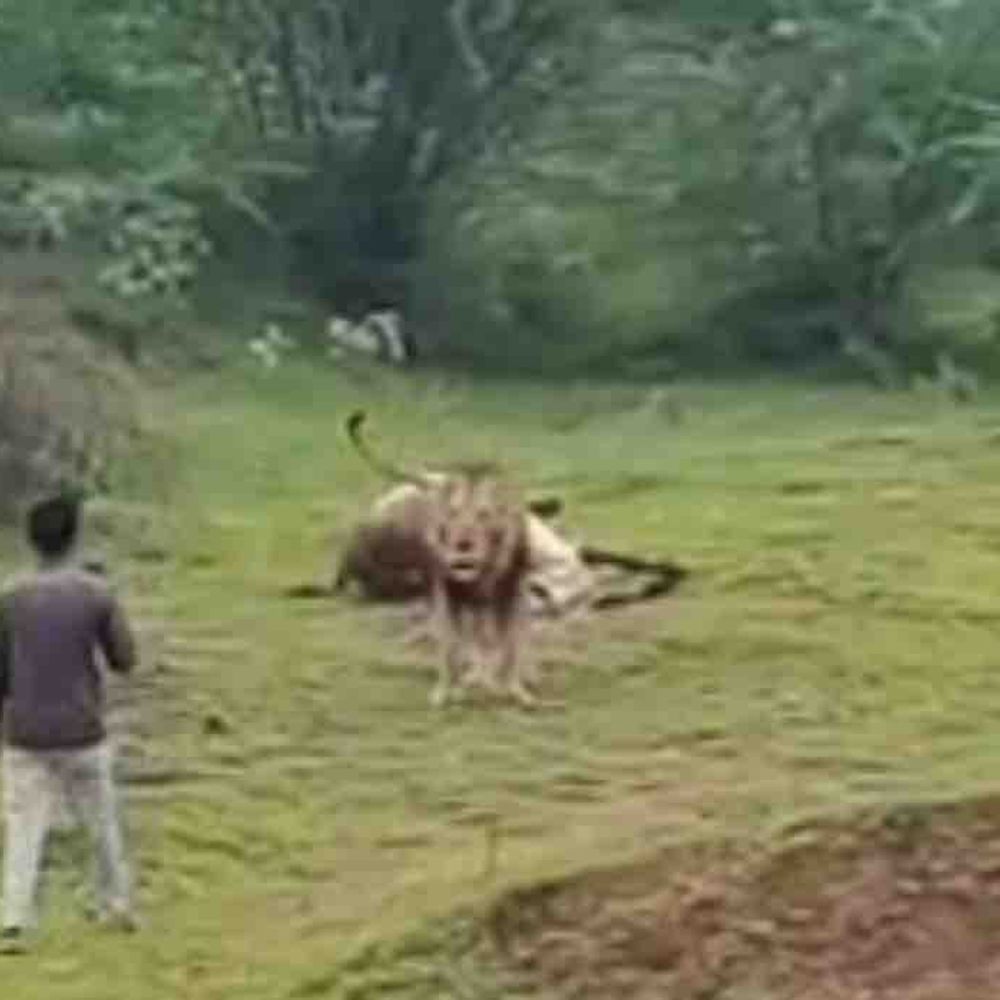 VIDEO: સિંહને ચિડવતા યુવકનો હુમલાનો પ્રયાસ, વન વિભાગ દ્વારા લોકેશન શોધવા તપાસ શરૂ.