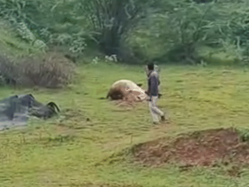 મારણ પરથી સિંહને હટાવી પજવણી, VIDEO:શિકાર કરતા સિંહને યુવકે ચિડાવ્યો તો હુમલાનો પ્રયાસ, વન વિભાગે લોકેશન શોધવા તપાસ શરૂ કરી