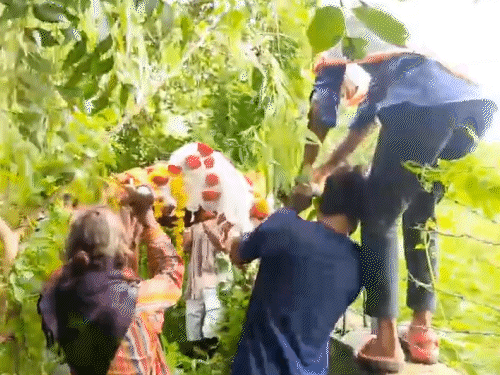 કાસોરમાં સ્મશાન જવાના રસ્તા પર જ કચરો: દેવીપૂજક સમાજ માટે રસ્તો નથી, ફેન્સિંગ ઓળંગીને મૃતદેહ લઈ જવો પડે છે.