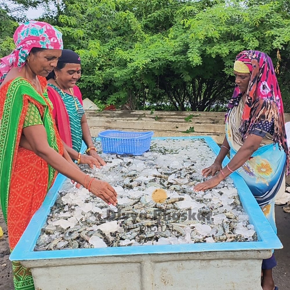 ટ્રમ્પના ટેરિફથી ઝીંગા ઉદ્યોગને નુકસાનની ભીતિ: નવસારીના એક્સપોર્ટને અસર, ખેડૂતો અને વેપારીઓમાં ચિંતા.