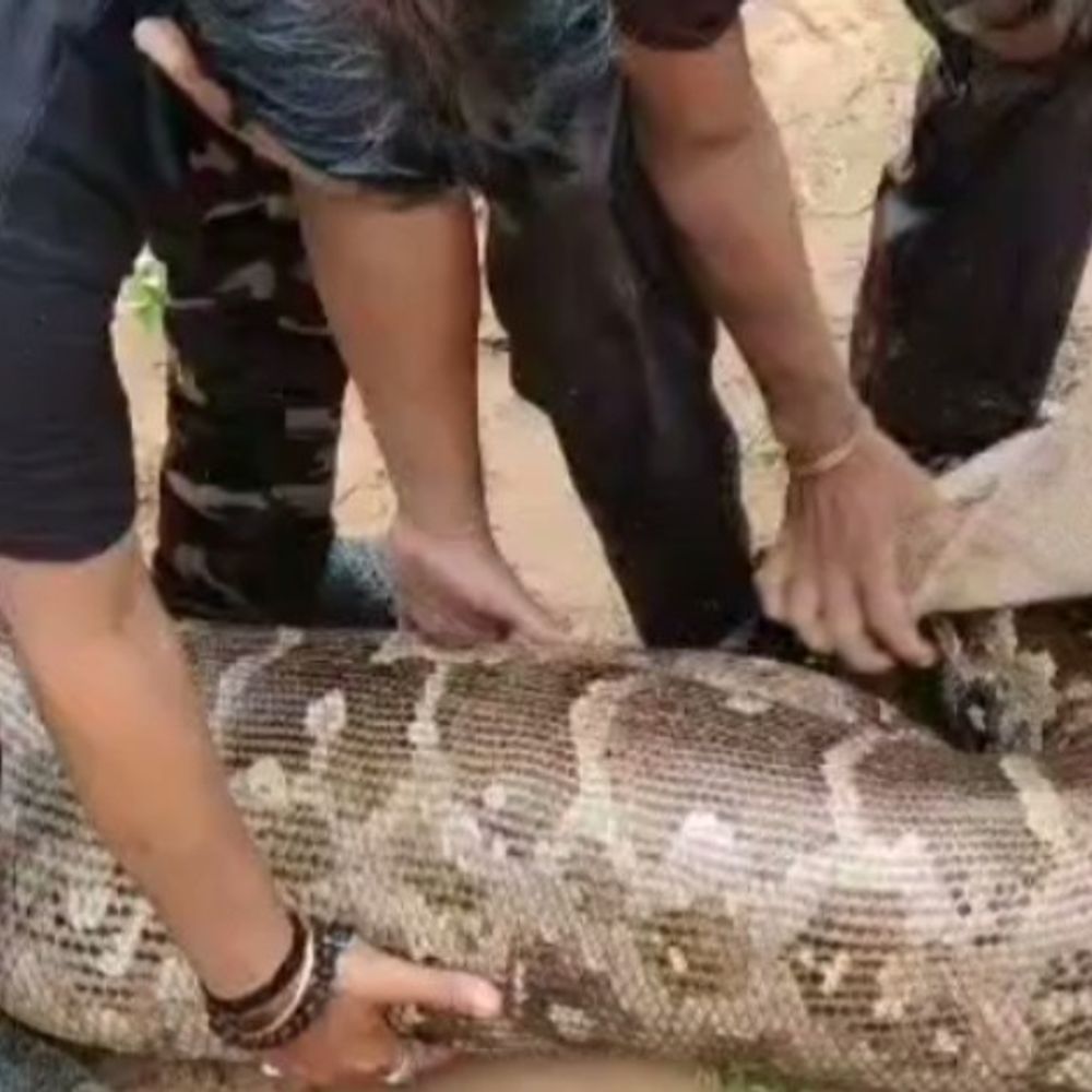 સતલાસણા: તારંગામાં વિશાળ અજગરનું રેસ્ક્યુ, શ્વાનનું મારણ; વન વિભાગ અને સદભાવના ફાઉન્ડેશનની ટીમે જંગલમાં છોડ્યો.