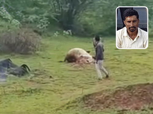 ભાવનગરમાં સિંહની પજવણી કરનાર જેલભેગો: મારણ આરોગતા સાવજની નજીક જઈ VIDEO બનાવ્યો.