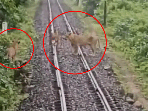 રેલવે ટ્રેક પર 5 સિંહ હતા'ને ટ્રેન આવી ગઈ!,VIDEO:જૂનાગઢ-વેરાવળ પેસેન્જર ટ્રેનના ચાલકે ઈમરજન્સી બ્રેક મારી દેતા દુર્ઘટના ટળી, ચાર મહિનામાં 29 સિંહના જીવ બચાવાયા