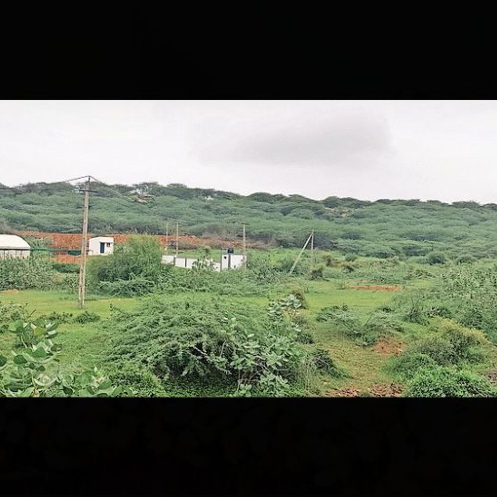 ભાસ્કર એક્સક્લુઝિવ: દયાપરમાં કોલેજની નવી ઇમારતને વનવિભાગ નડયું, અભ્યારણ્યની જમીન કહી કામ અટકાવ્યું.