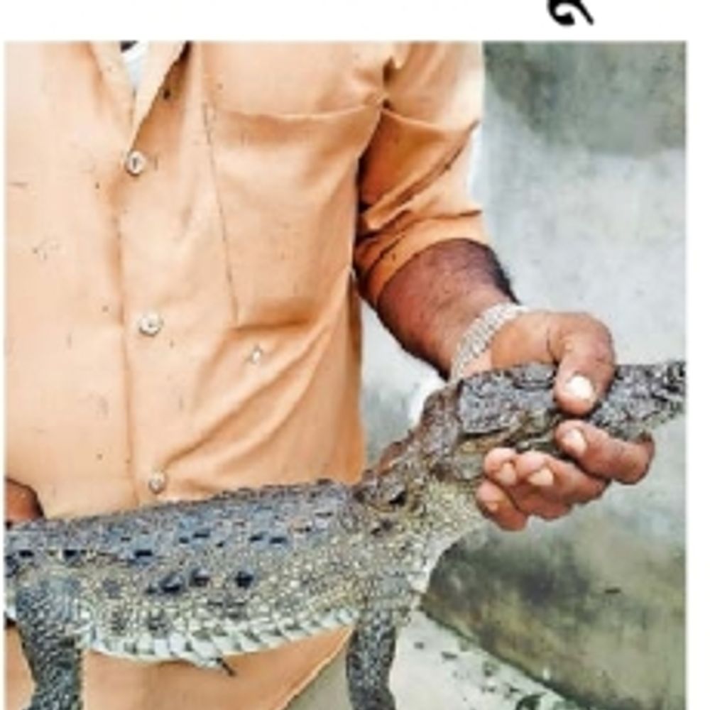 વરજડીમાં ખેડૂતના ઘરેથી મગરના બચ્ચાનું રેસ્ક્યૂ. MANDVI તાલુકામાં રેસ્ક્યૂ કરી સલામત સ્થળે છોડવામાં આવ્યું.