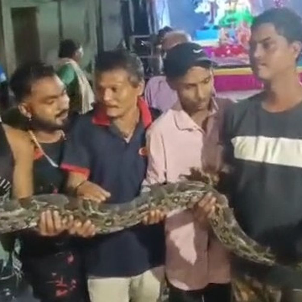 ભરૂચના સૈયદવાડમાં અજગર દેખાયો: નેચર પ્રોટેક્શન ટ્રસ્ટ દ્વારા રેસ્ક્યૂ કરી, વન વિભાગે કુદરતી વસવાટમાં છોડ્યો.