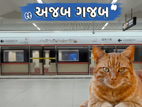 અજબ-ગજબ: Divorce Camp, બિલાડીઓ માટે Metro Station, છોડમાંથી પ્રકાશ અને Supermarket/Theater.