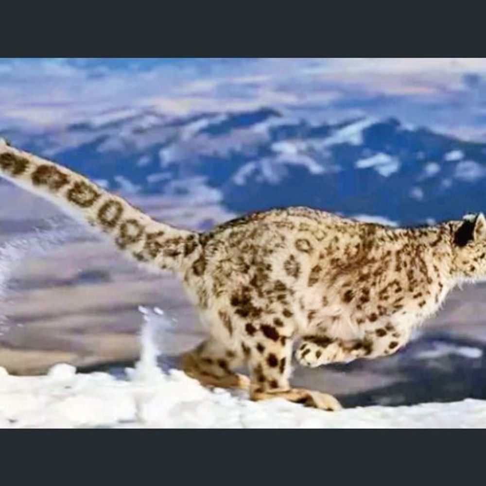 સફર: હેમિસ - ભારતનો સૌથી મોટો નેશનલ પાર્ક: Hemis National Park, ભારતના સૌથી મોટા નેશનલ પાર્કની સફરનું વર્ણન કરે છે.