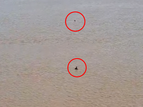 સુરતમાં ગૃહ કંકાસથી આધેડનું તાપી નદીમાં LIVE રેસ્ક્યૂ: બ્રિજ પરથી છલાંગ, વહેણમાં ઝાડી પકડી બચાવ.