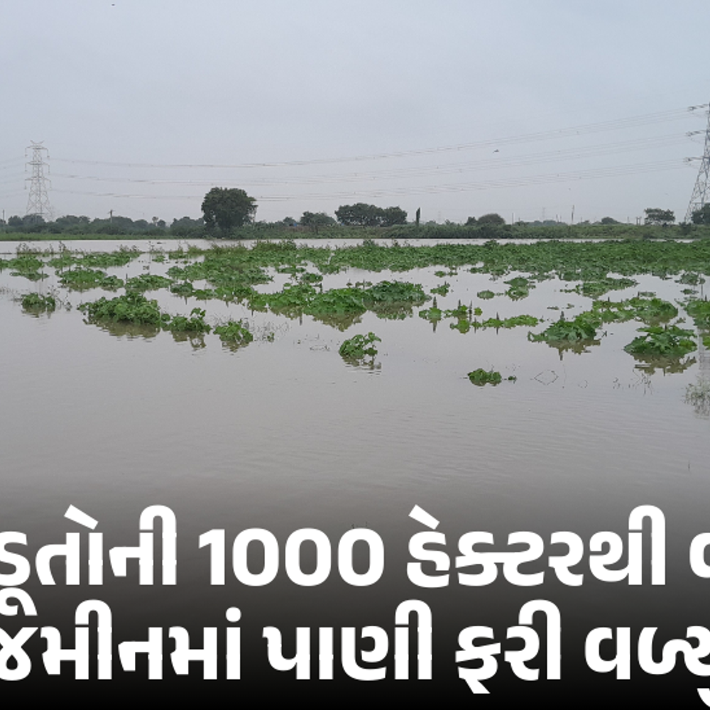 માળીયામાં ઘોડાધ્રોઈ નદીના પાણીથી ખેડૂતોને નુકસાન, 1000 હેક્ટર જમીનમાં પાક બરબાદ. તંત્રની બેદરકારી જવાબદાર.