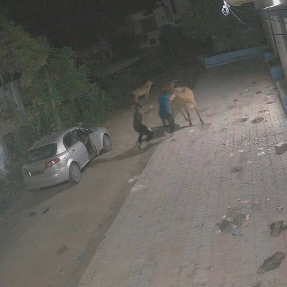 ગોધરા: ગૌતસ્કરીનો નિષ્ફળ પ્રયાસ, CCTV માં કેદ ગાય અપહરણનો પ્રયાસ, બે શખ્સો ફરાર.