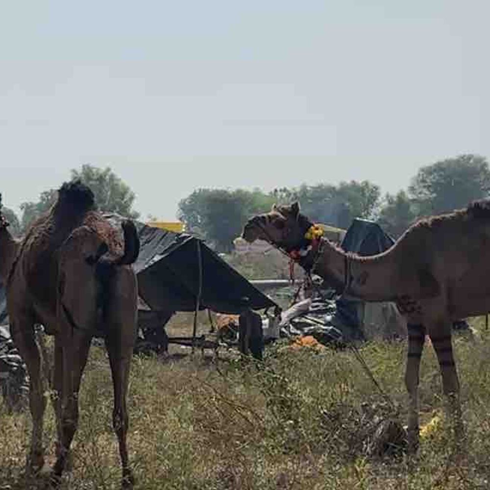 જીવદયાપ્રેમીઓએ 10 ઊંટોને બચાવ્યા: સિદ્ધપુરના મેળામાંથી મારવાના ઈરાદે લઈ જવાતા હતા, એક પકડાયો, બીજો ફરાર.