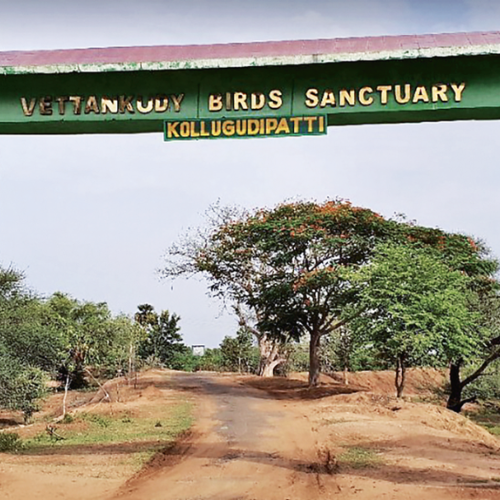 તમિલનાડુમાં પક્ષીઓ માટે 30 વર્ષથી શાંત તહેવારોની ઉજવણી.