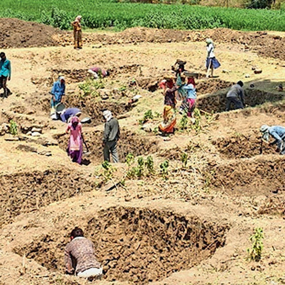 ખેડૂતો પર આર્થિક ભારણ: ડાંગરના પાક માટે 70 હજારનું દેવું